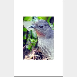 Echo the Lyrebird Posters and Art